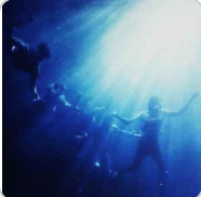 Buy Foals Online