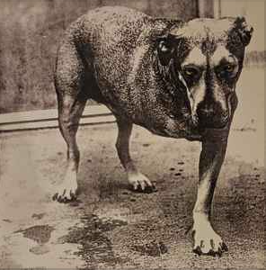 Buy Alice In Chains Online